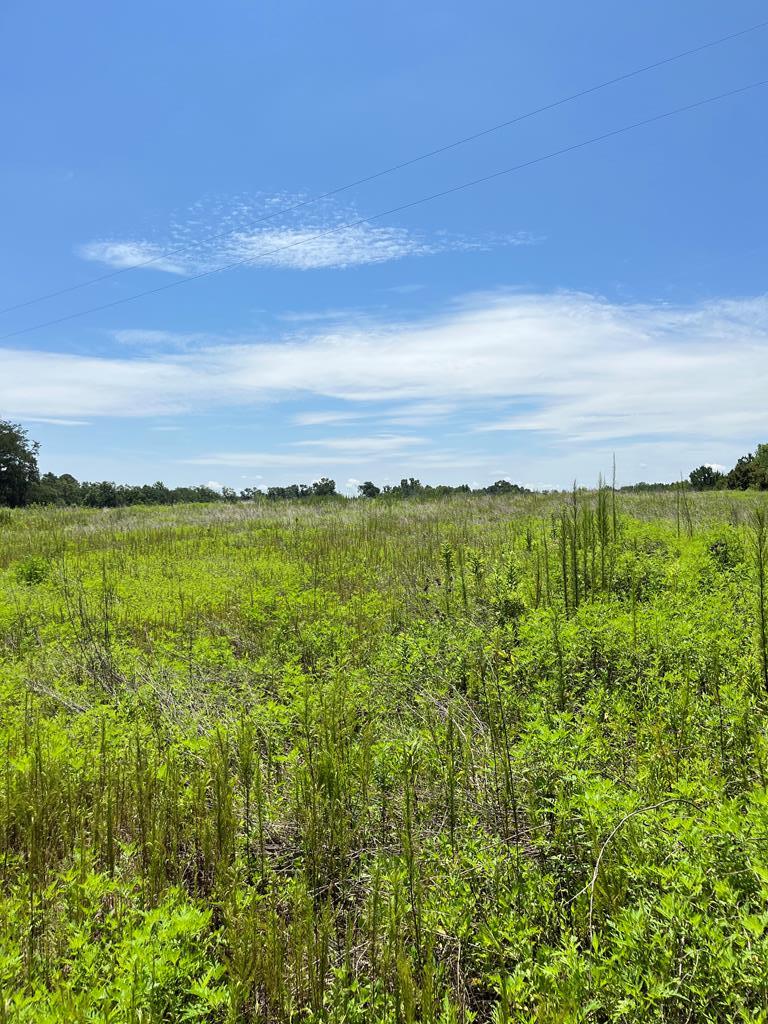 0 State Line Road Cottonwood, AL 36320 - Photo 4 of 12