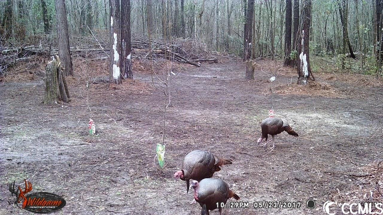 160 Hagan Road Loris, SC 29569 - Photo 6 of 9 Gallery Image 6