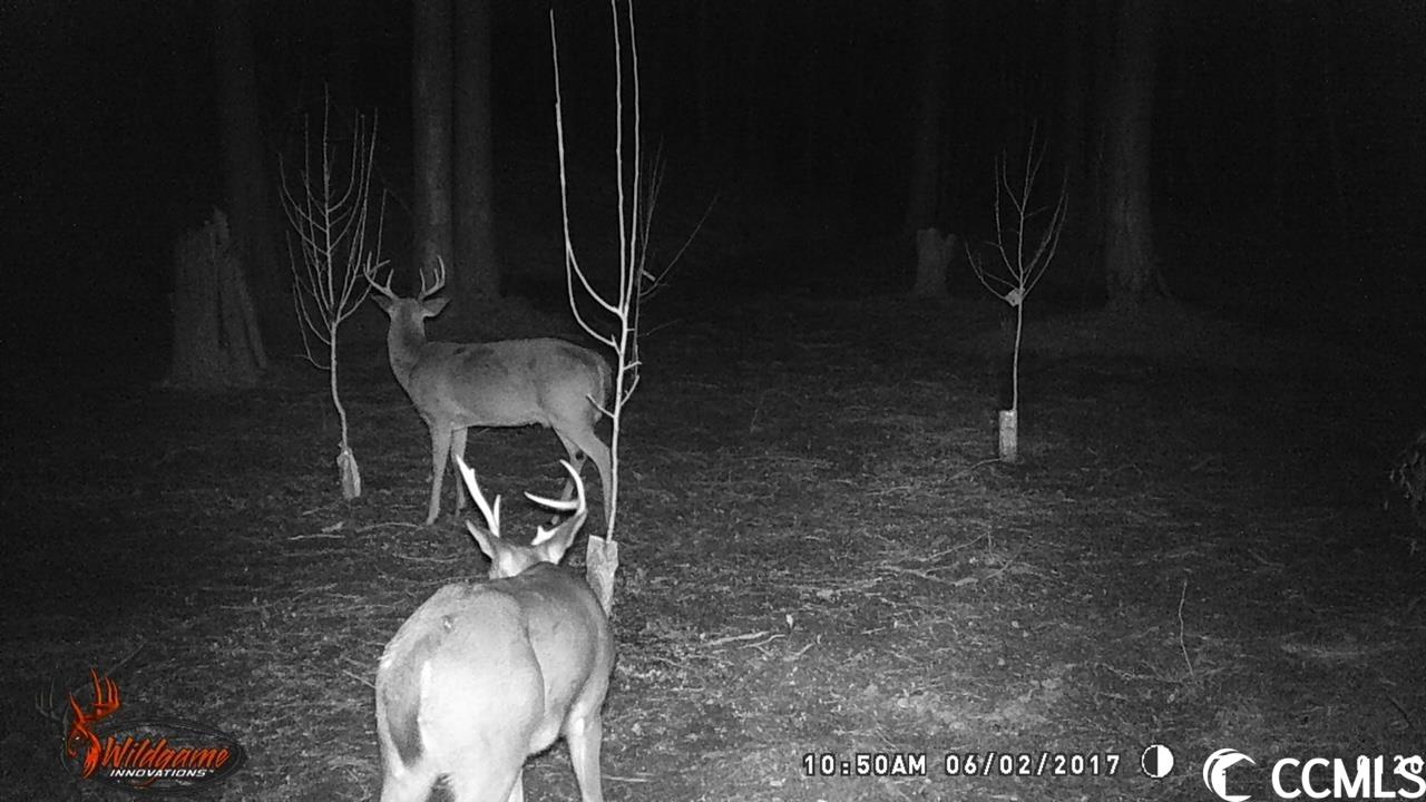 160 Hagan Road Loris, SC 29569 - Photo 7 of 9 Gallery Image 7