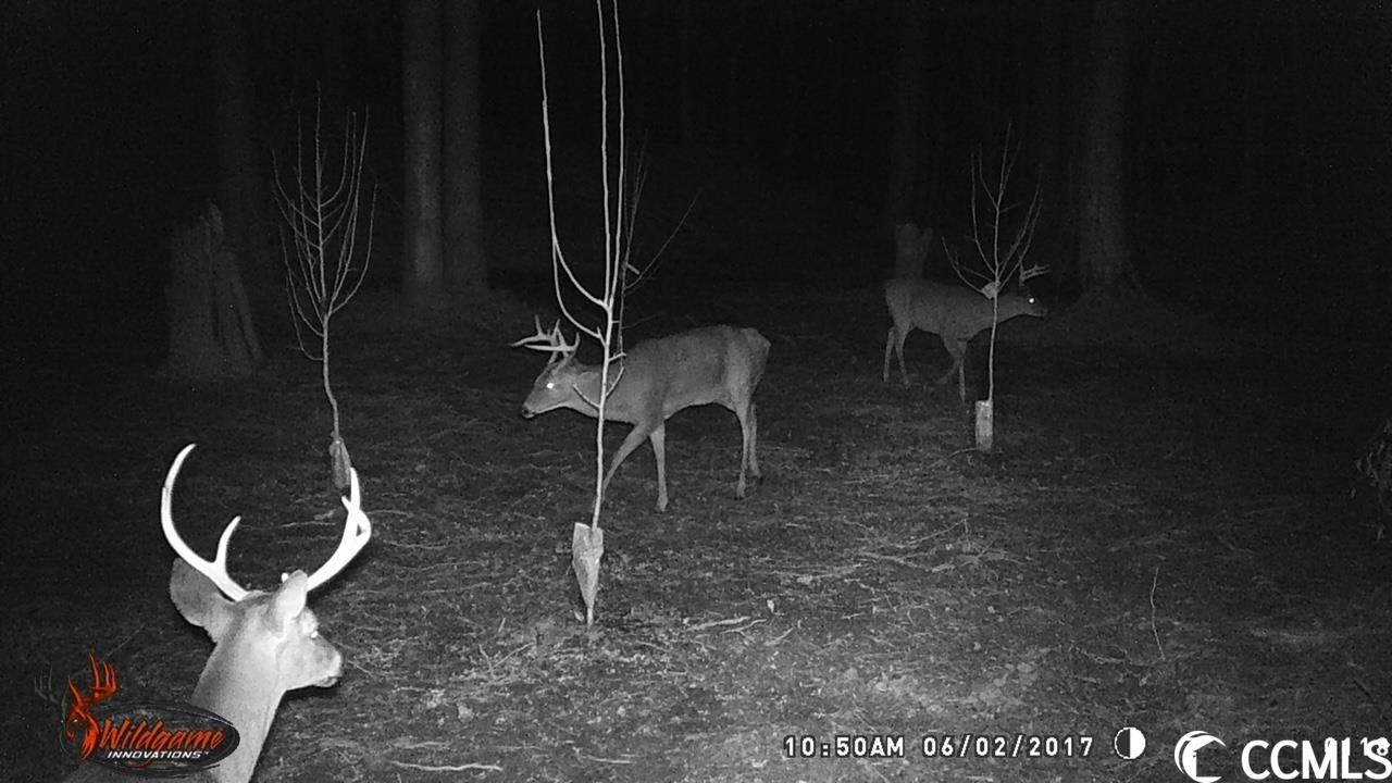 160 Hagan Road Loris, SC 29569 - Photo 8 of 9 Gallery Image 8