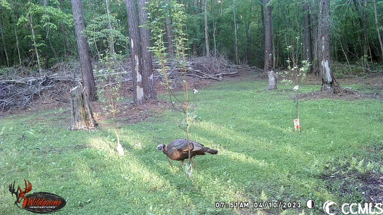 160 Hagan Road Loris, SC 29569 - Photo 9 of 9 Gallery Image 9