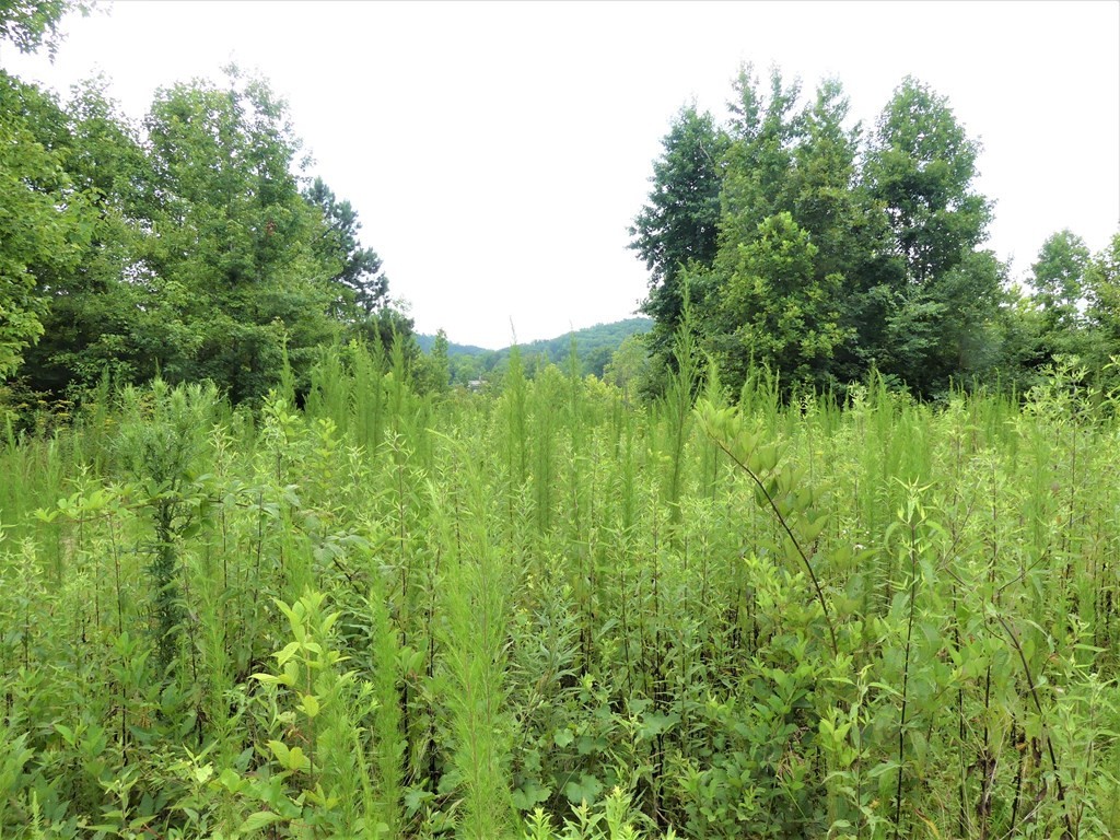 211 Cottonport Ferry Road Decatur, TN 37322 - Photo 29 of 41 a view of a lush green space