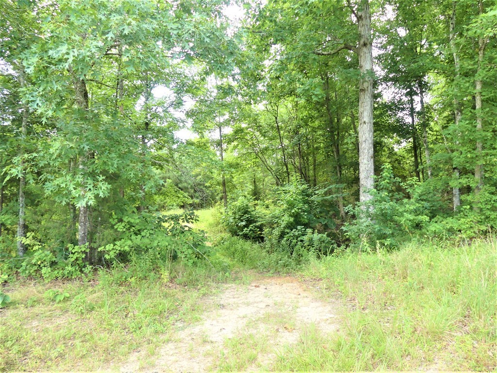 211 Cottonport Ferry Road Decatur, TN 37322 - Photo 32 of 41 a view of yard with green space