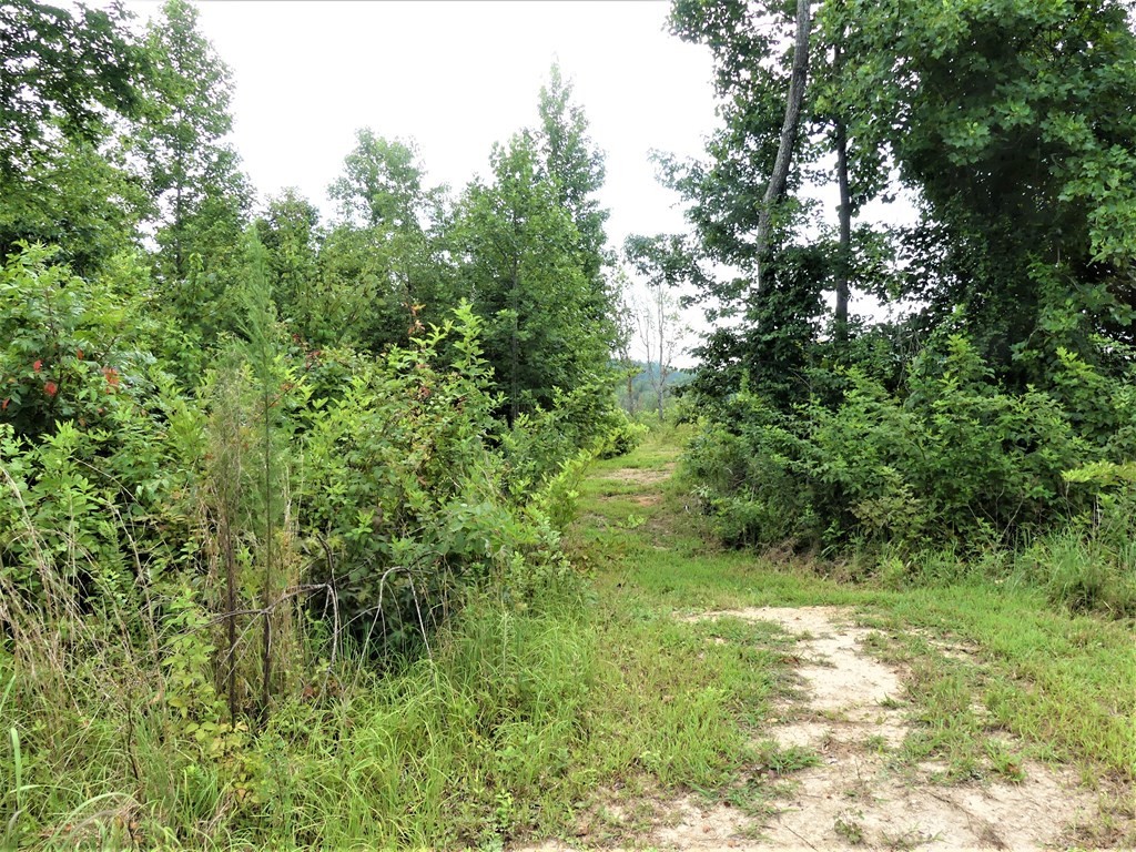 211 Cottonport Ferry Road Decatur, TN 37322 - Photo 5 of 41 a view of a lush green forest