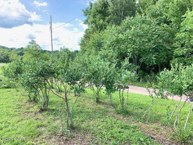 211 Schuman Road Damascus, PA 18415 - Photo 68 of 115 Blueberry Bushes