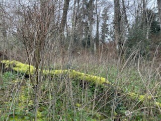 0 Ewing Clinton, WA 98236 - Photo 14 of 17 a view of a yard