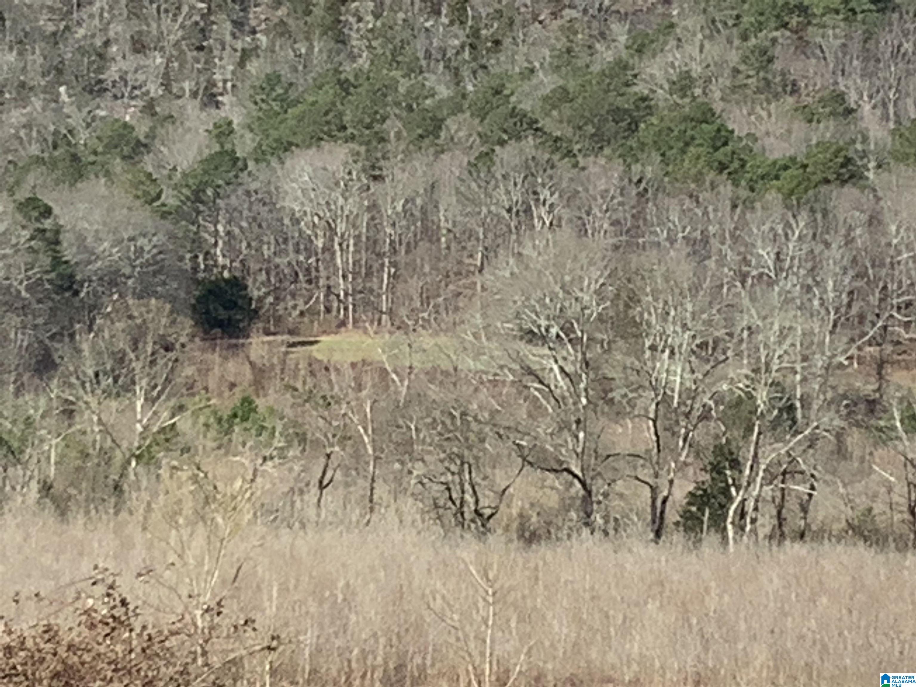 0 Highway 42 Oneonta, AL 35121 - Photo 6 of 8