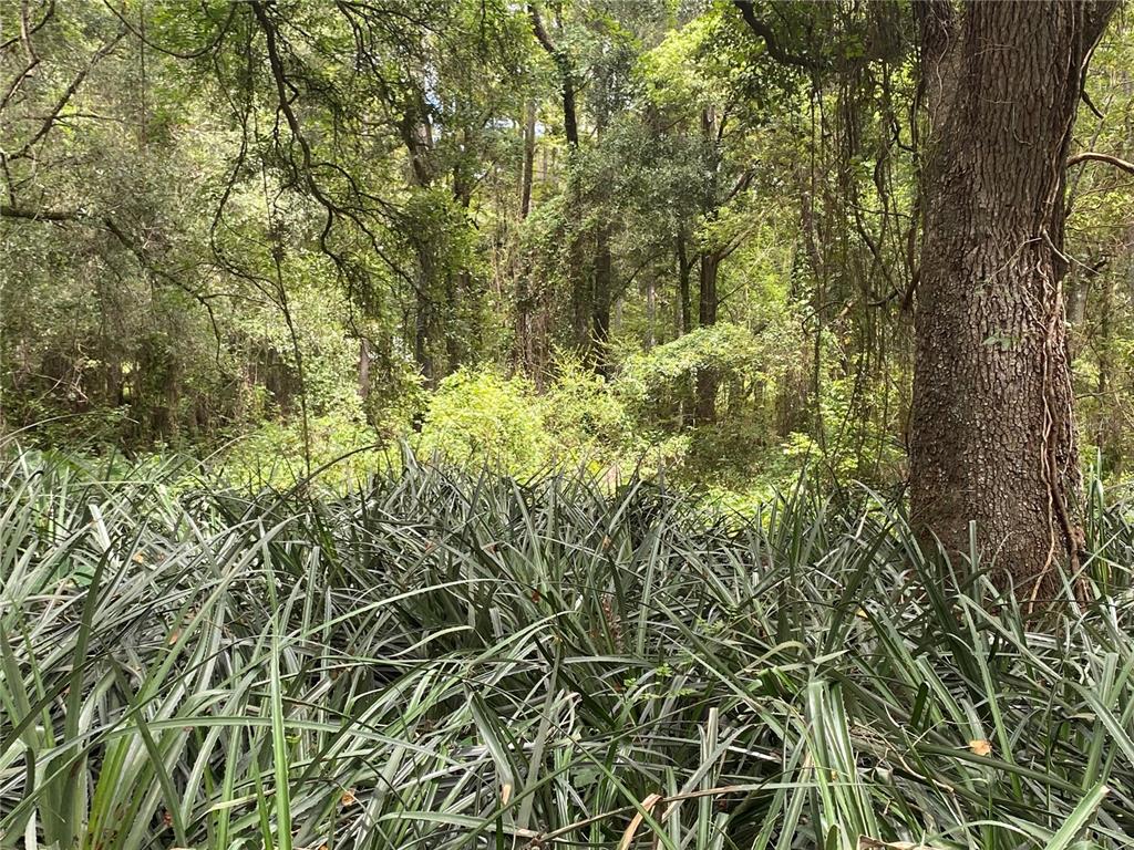 3168 McKethan Road Dade City, FL 33523 - Photo 1 of 1 Gallery Image 1