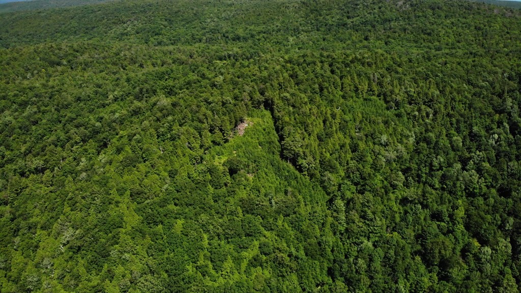 0 East Hawley Road Hawley, MA 01339 - Photo 5 of 5 a view of a lush green space