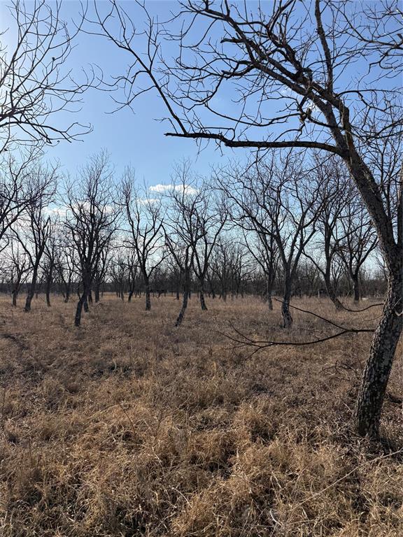 1209 County Road 416 Comanche, TX 76442 - Photo 3 of 7 Pecan trees