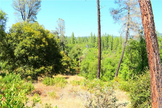a view of a yard with a tree