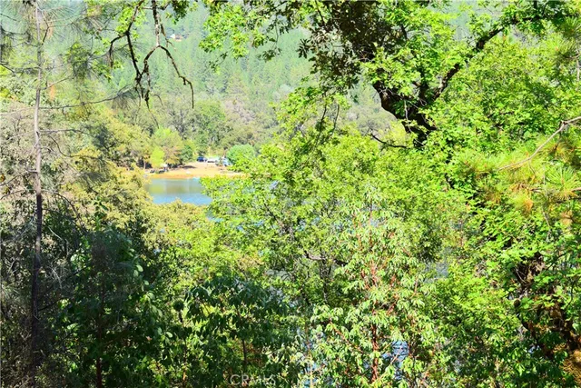 a view of a backyard with plants and large trees