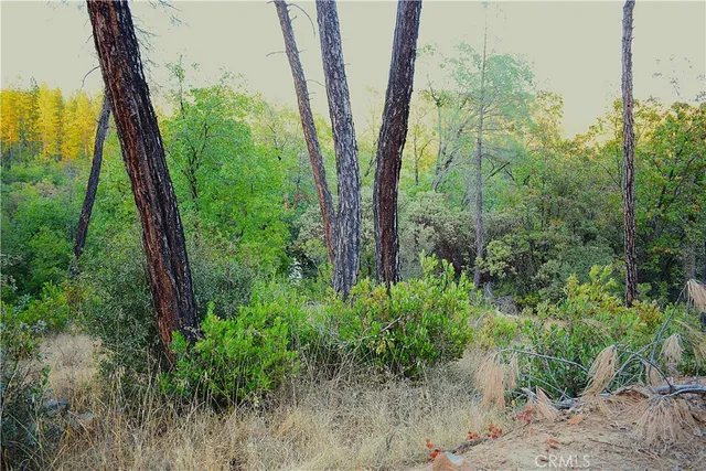 a view of a dirt pathway both side of yard