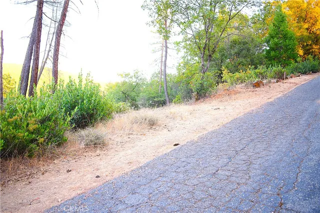 a view of a garden with plants