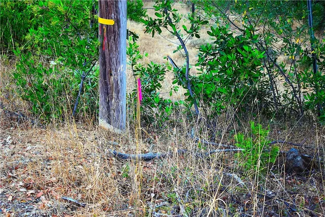 a view of a yard with plants and trees in the background