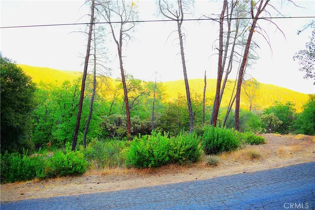 a view of a yard with plants and trees in the background