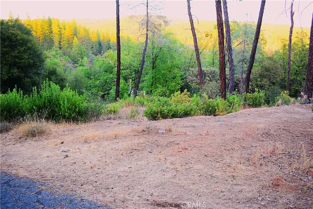 a view of a road with plants and trees