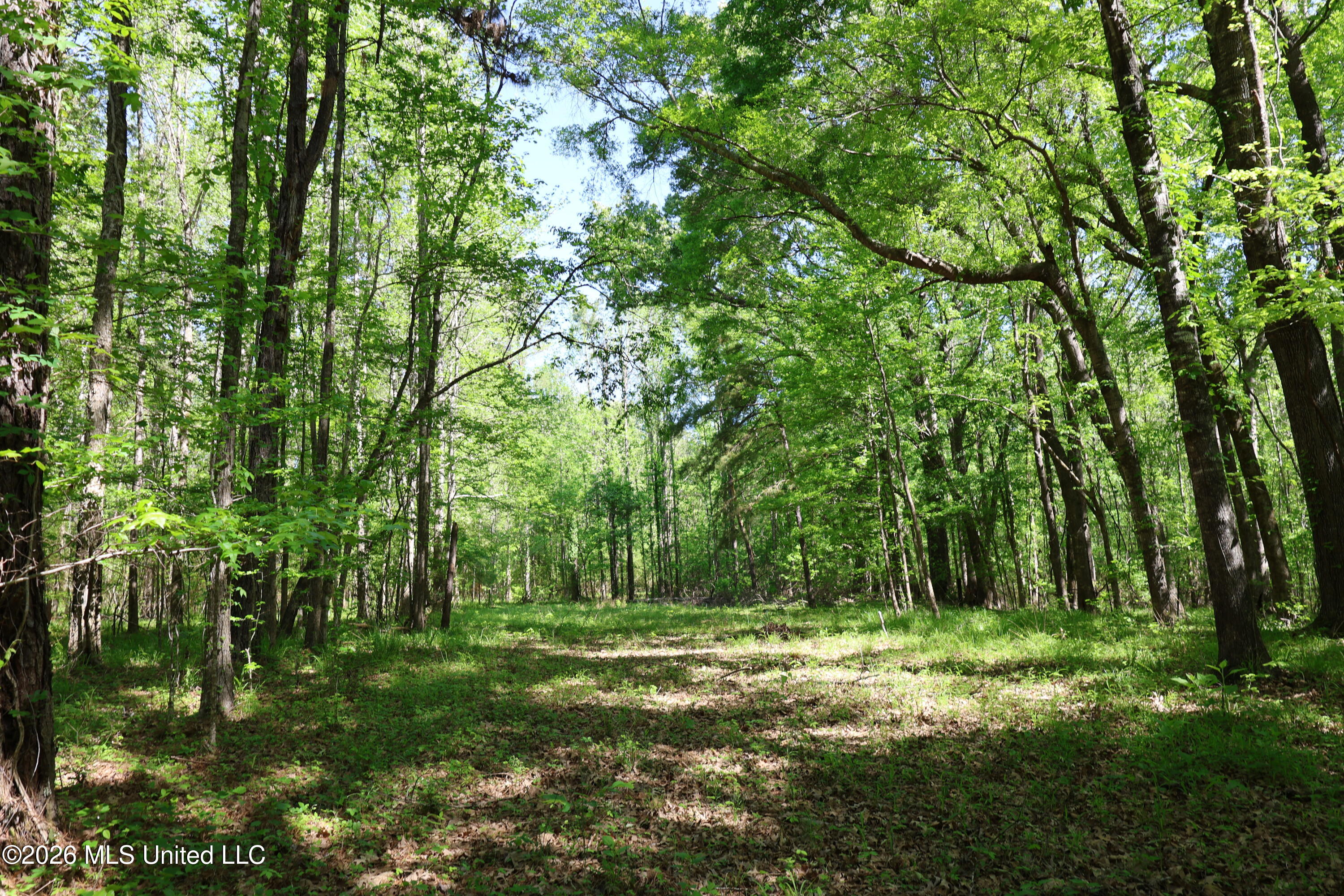 1060 Pearline Bailey Rd Port Port Gibson, MS 39150 - Photo 13 of 64 77B235DD-1B3C-4FEC-95AD-32A400C96CE3