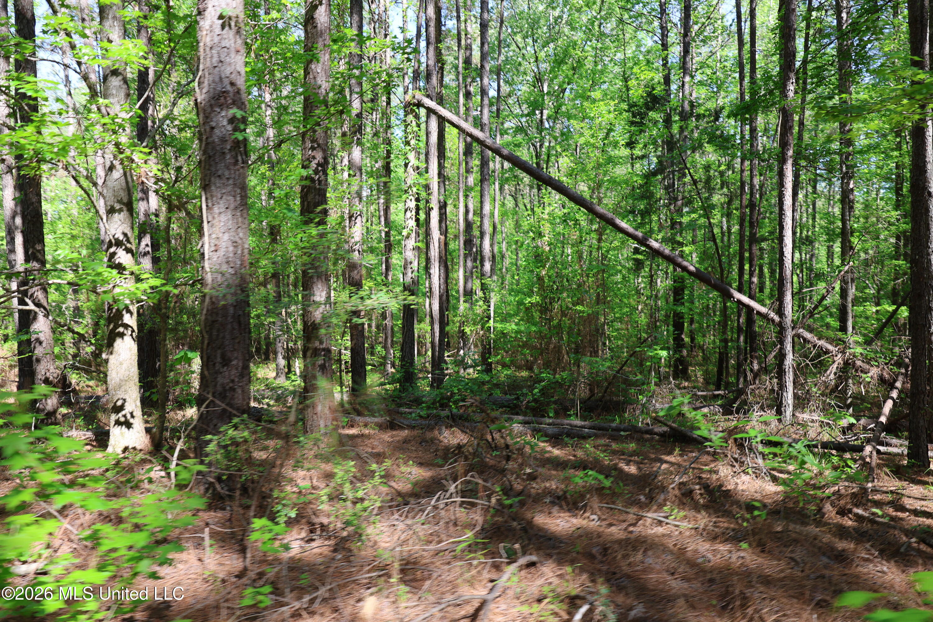 1060 Pearline Bailey Rd Port Port Gibson, MS 39150 - Photo 23 of 64 7ECB5DAA-1033-45B0-8E52-3654B3704BC3