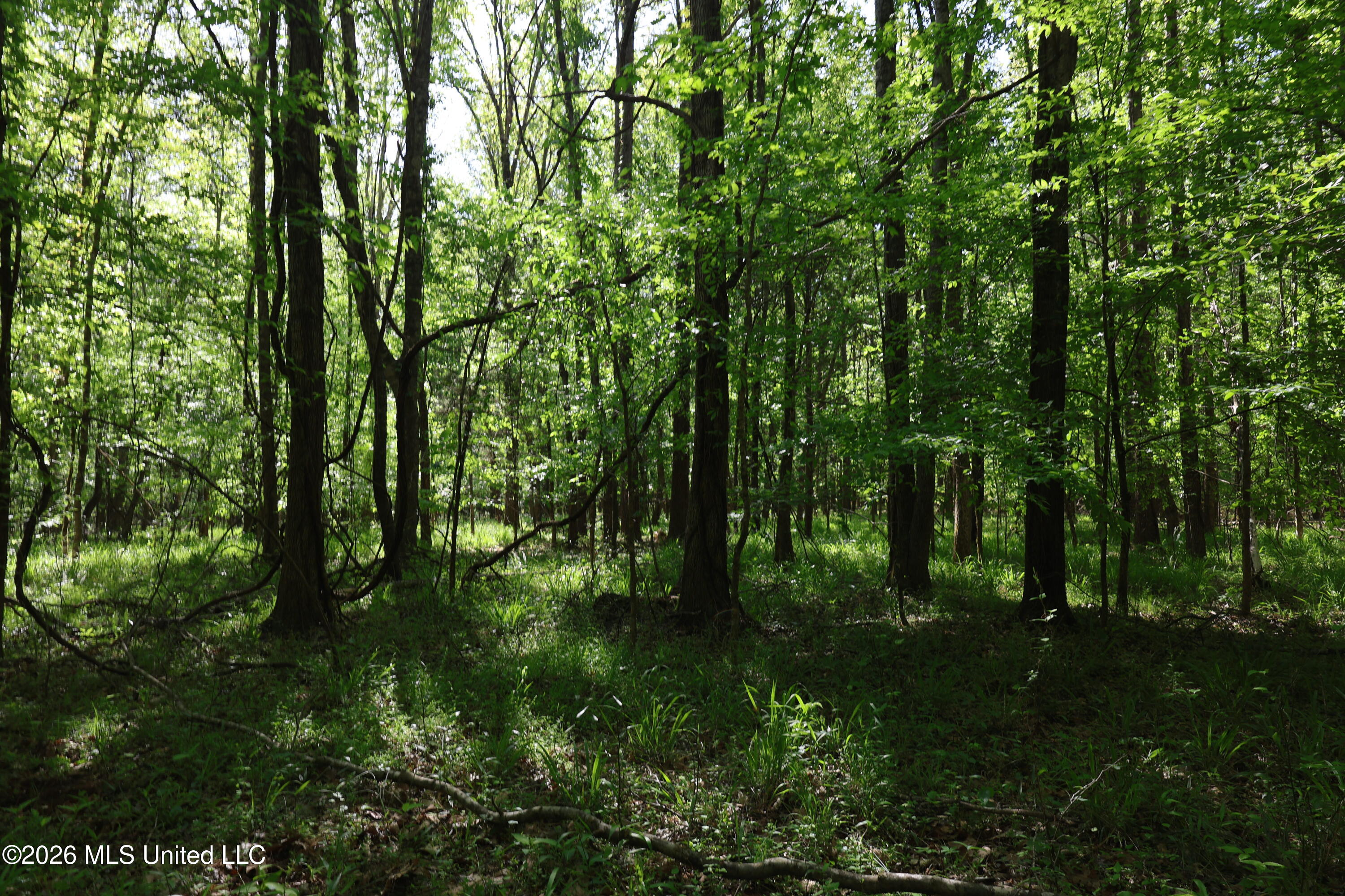 1060 Pearline Bailey Rd Port Port Gibson, MS 39150 - Photo 32 of 64 82B5E55A-7B72-43F1-ABB1-15068D8EC1DD