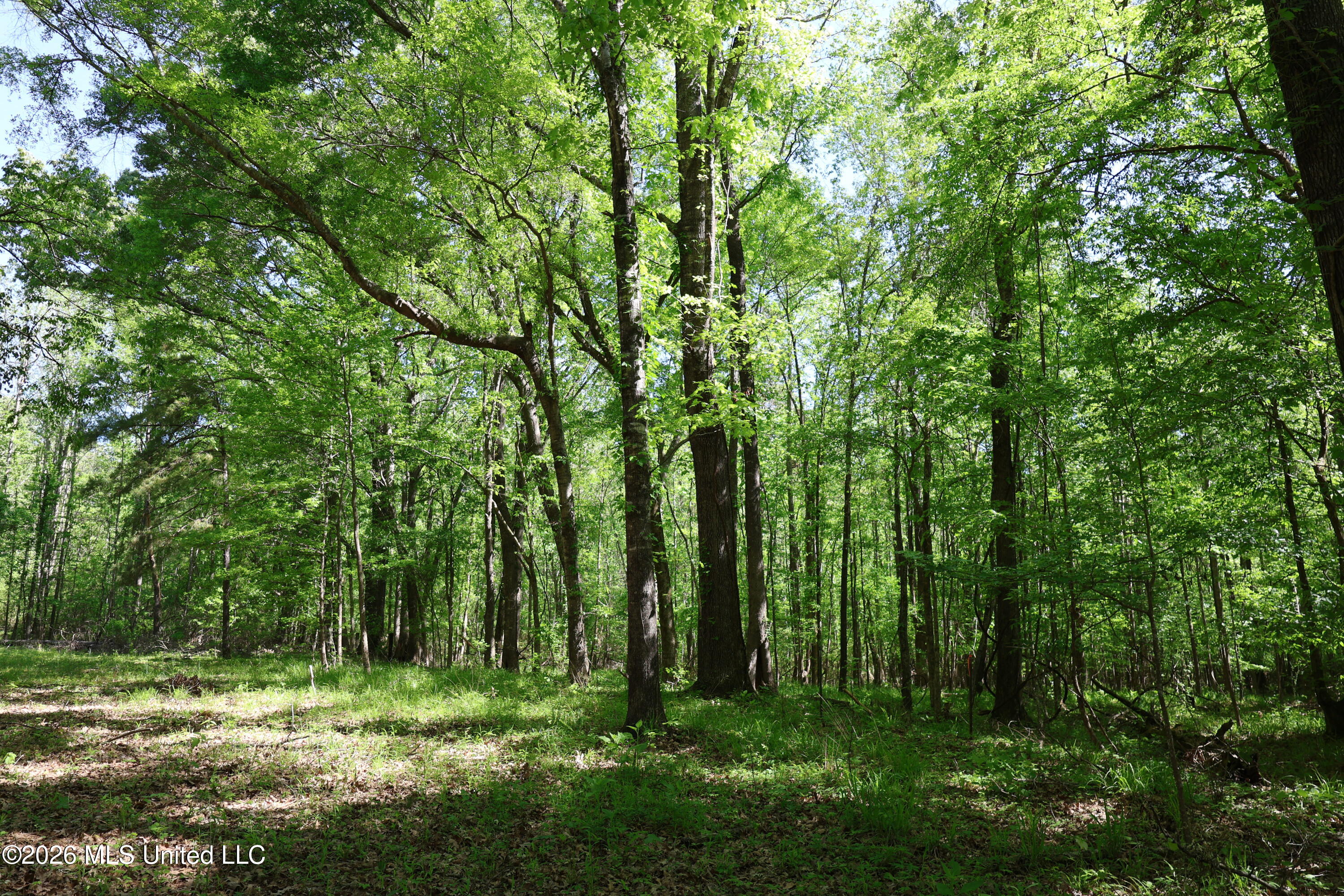 1060 Pearline Bailey Rd Port Port Gibson, MS 39150 - Photo 46 of 64 B939FDAC-0C08-4E6B-BC53-CBFA06FAA60D
