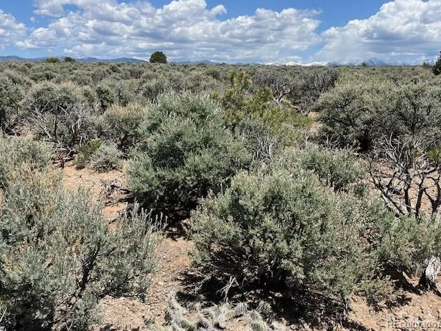 a view of a dry yard with lots of bushes