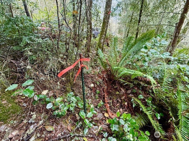 0 Old County Road Greenbank, WA 98253 - Photo 4 of 16 Gallery Image 4