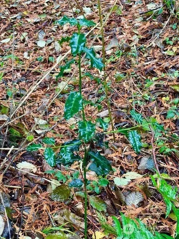 $200,000 | 0 Old County Road, Greenbank, WA 98253