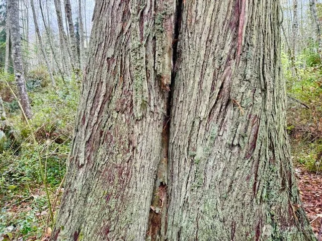 $200,000 | 0 Old County Road, Greenbank, WA 98253