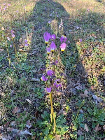 $1,099,000 | 1575 Parkhill Road, Santa Margarita, CA 93453