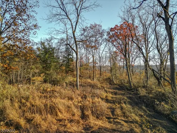 a view of a yard with plants and trees