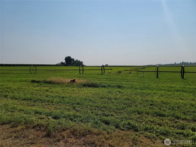 a view of a field with large trees