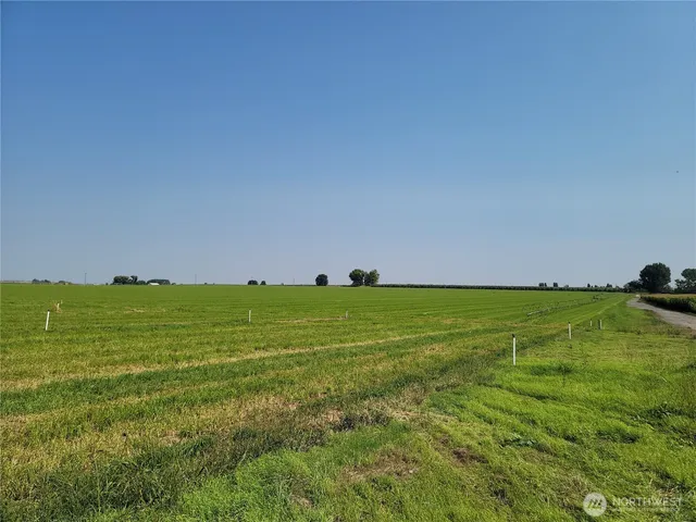 a view of a green yard with large trees