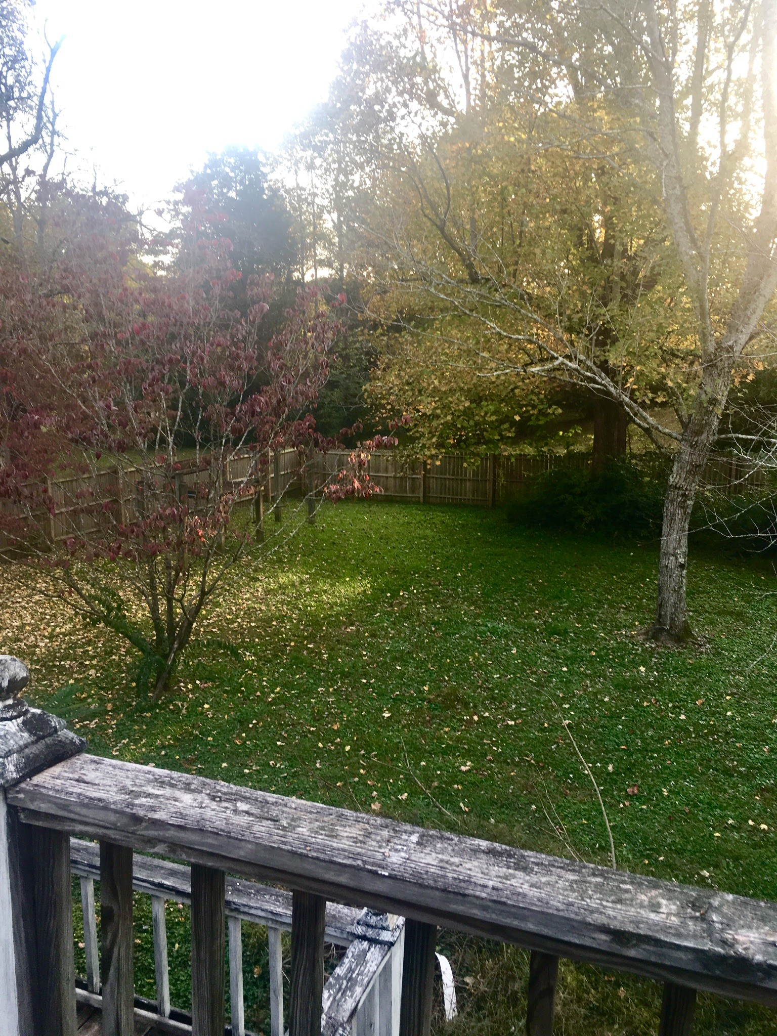401 Prosser Road Lawrenceburg, TN 38464 - Photo 15 of 18 a view of a backyard with plants and large trees