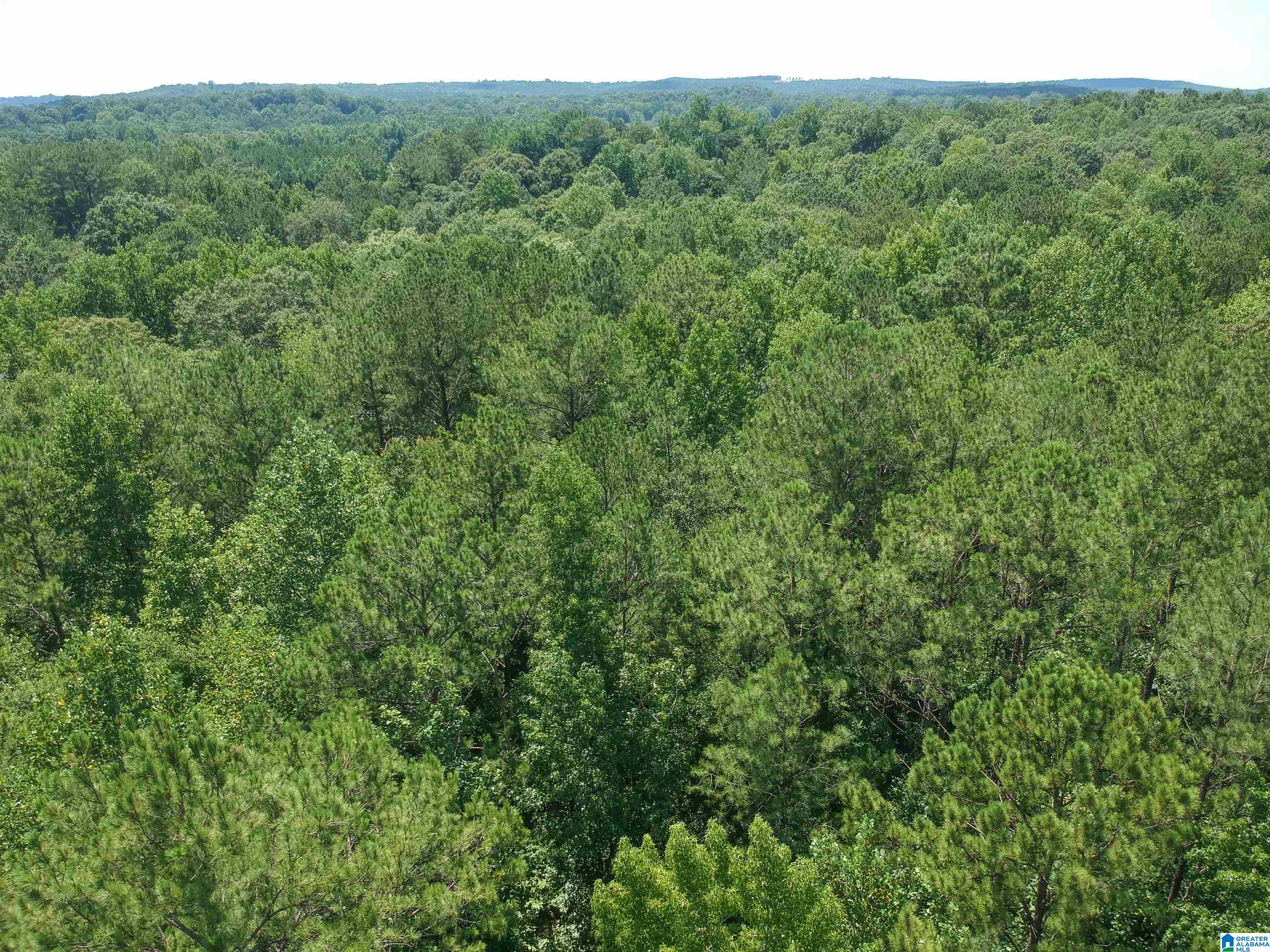 0 Upper Columbus Road Coker, AL 35452 - Photo 4 of 15