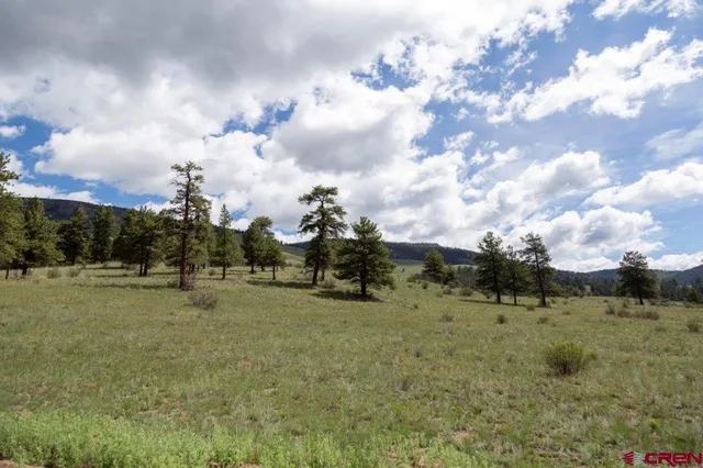a view of a field with trees