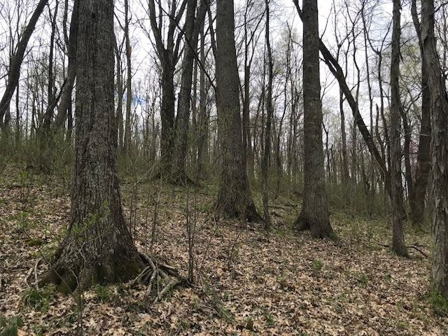 Menzie Bottoms Road Butler, KY 41006 - Photo 8 of 39 Gallery Image 8