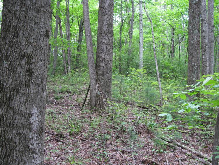 100 Sweeneysburg Road Beckley, WV 25801 - Photo 10 of 17 Well-growing timber