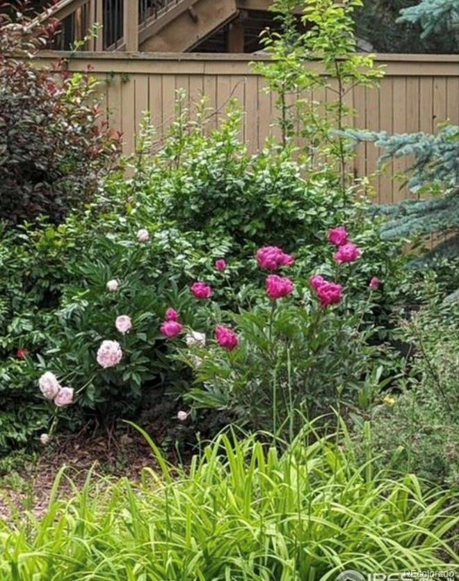 3559 Craftsbury Drive Highlands Ranch, CO 80126 - Photo 35 of 38 a view of a flower in a garden
