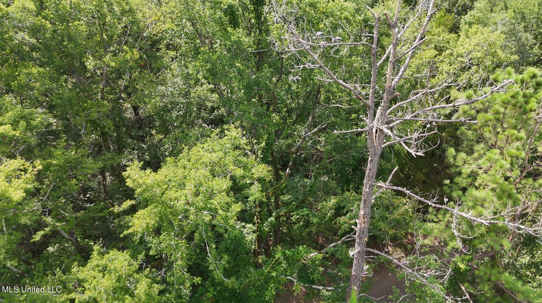 0 Chapel Hill Road Utica, MS 39175 - Photo 2 of 5 0 Chapel Hill 4