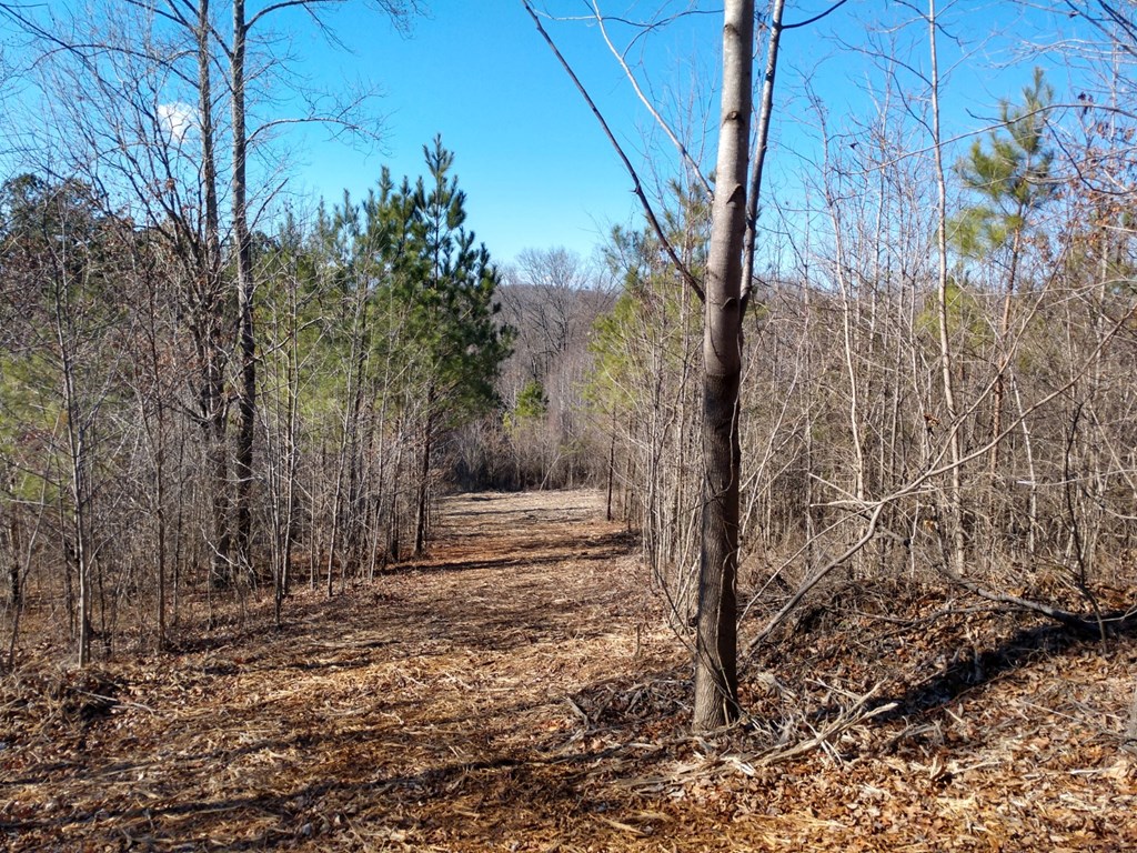 Tract #9 Tract Road, Unit TRACT #9 Cohutta, GA 30710 - Photo 3 of 15 LOT 9 DRIVEWAY