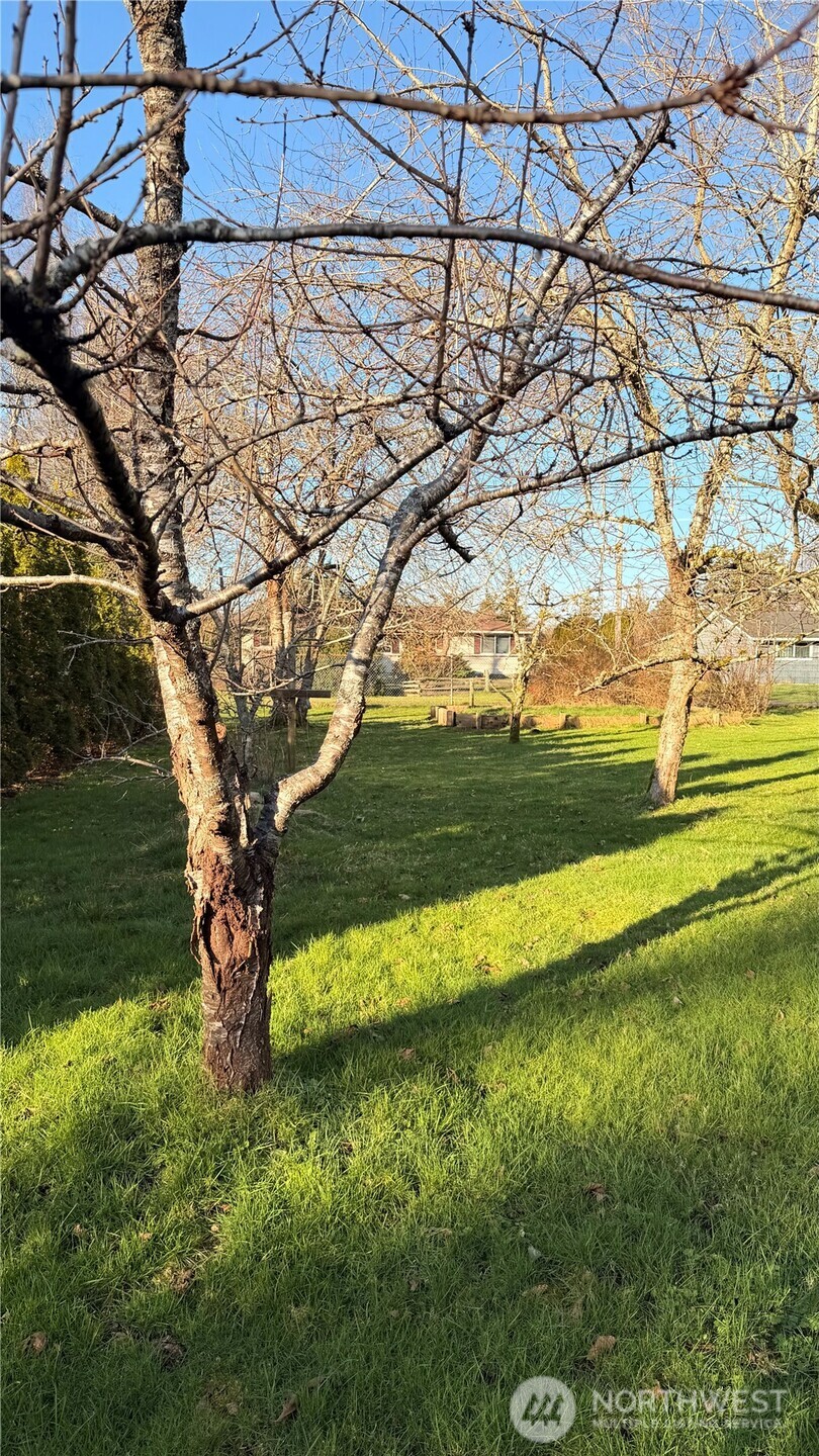 630 7th Avenue Forks, WA 98331 - Photo 33 of 39 a view of a yard with a tree