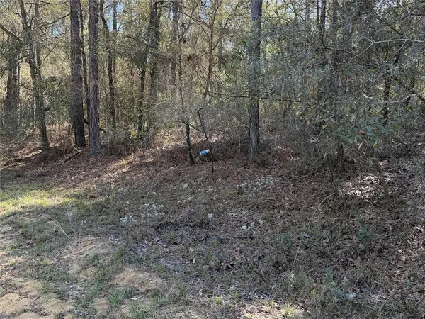 a view of a forest with trees in the background