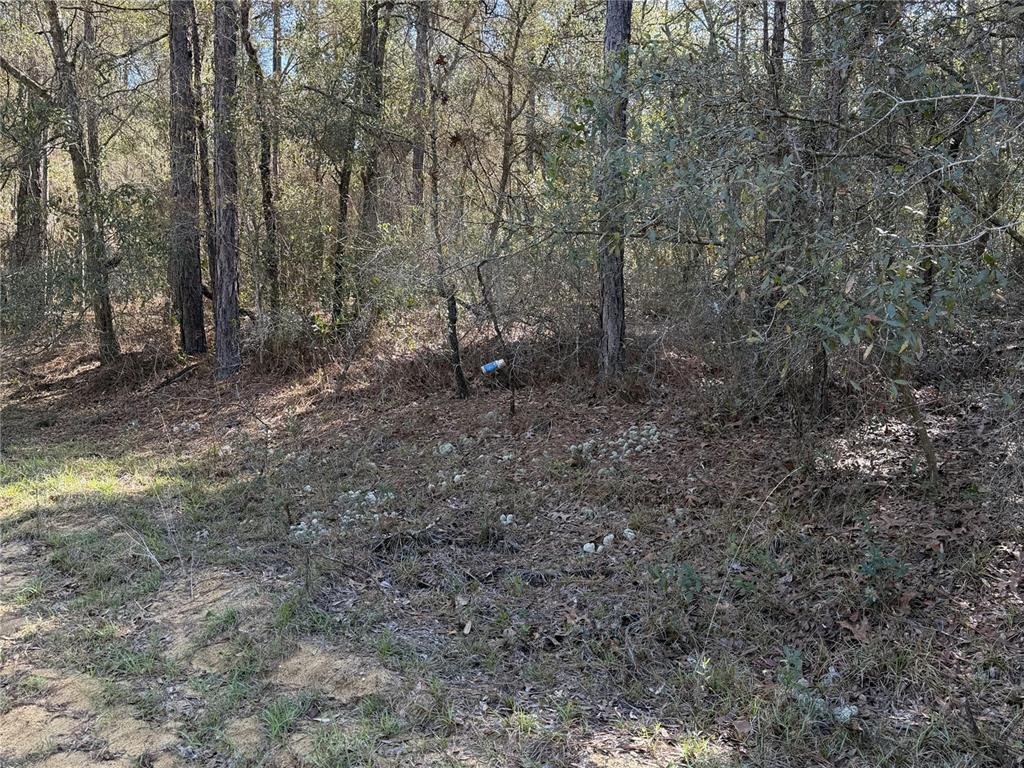 Southeast 7th Avenue Interlachen, FL 32148 - Photo 2 of 3