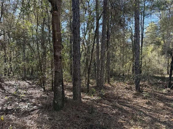 a view of a forest with trees in the background