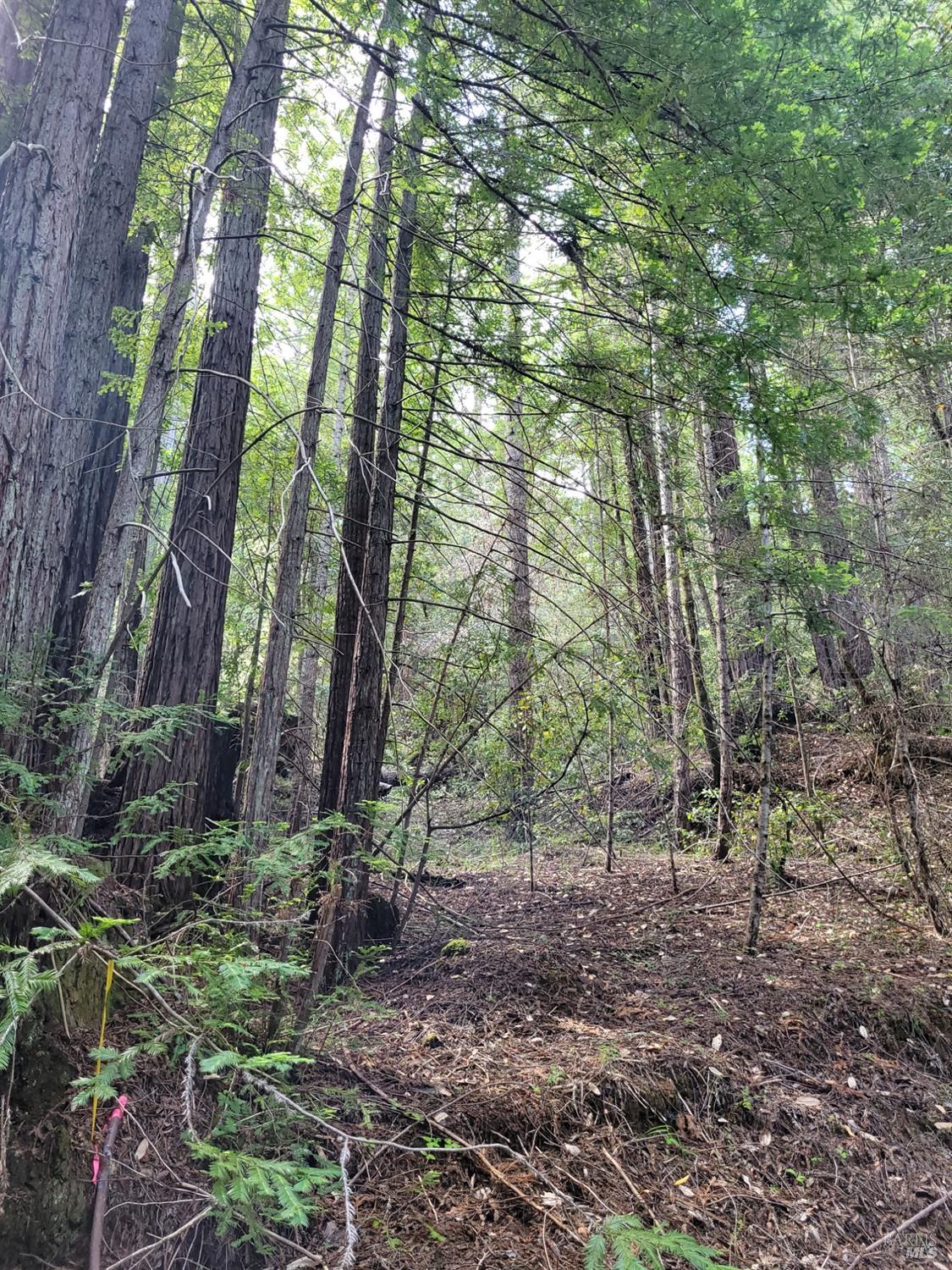 0 Lot Group 2 Tyrone Rd Camp Monte Rio, CA 95462 - Photo 1 of 1 a view of outdoor space and green space