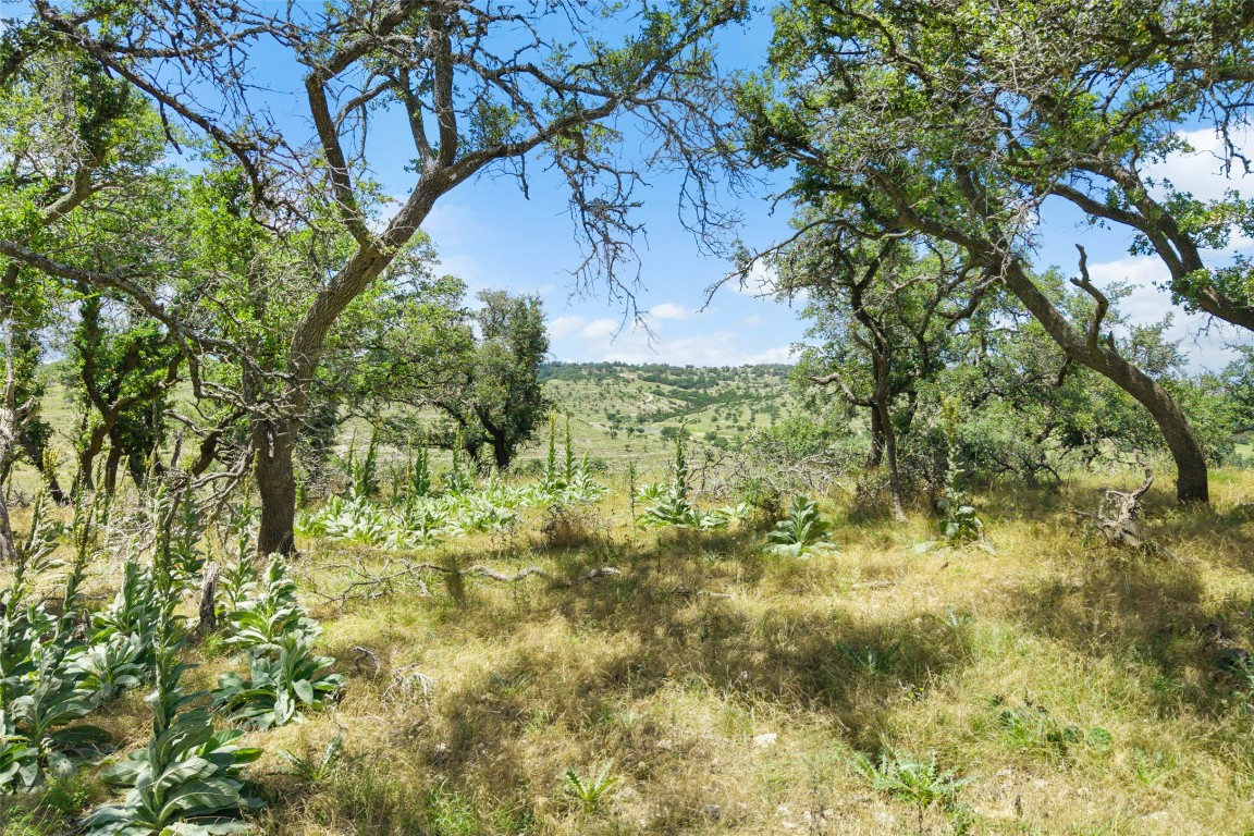 5434 Kendalia Road Blanco, TX 78606 - Photo 13 of 40 a view of a yard with plants and large trees