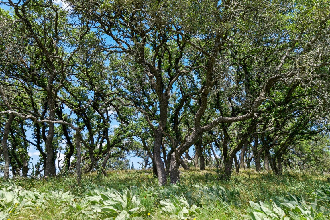 5434 Kendalia Road Blanco, TX 78606 - Photo 22 of 40 a backyard of a house with lots of green space