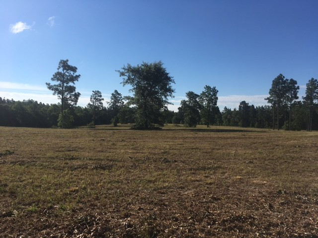 33.14-ac Pine Acres Road Windsor, SC 29856 - Photo 2 of 6