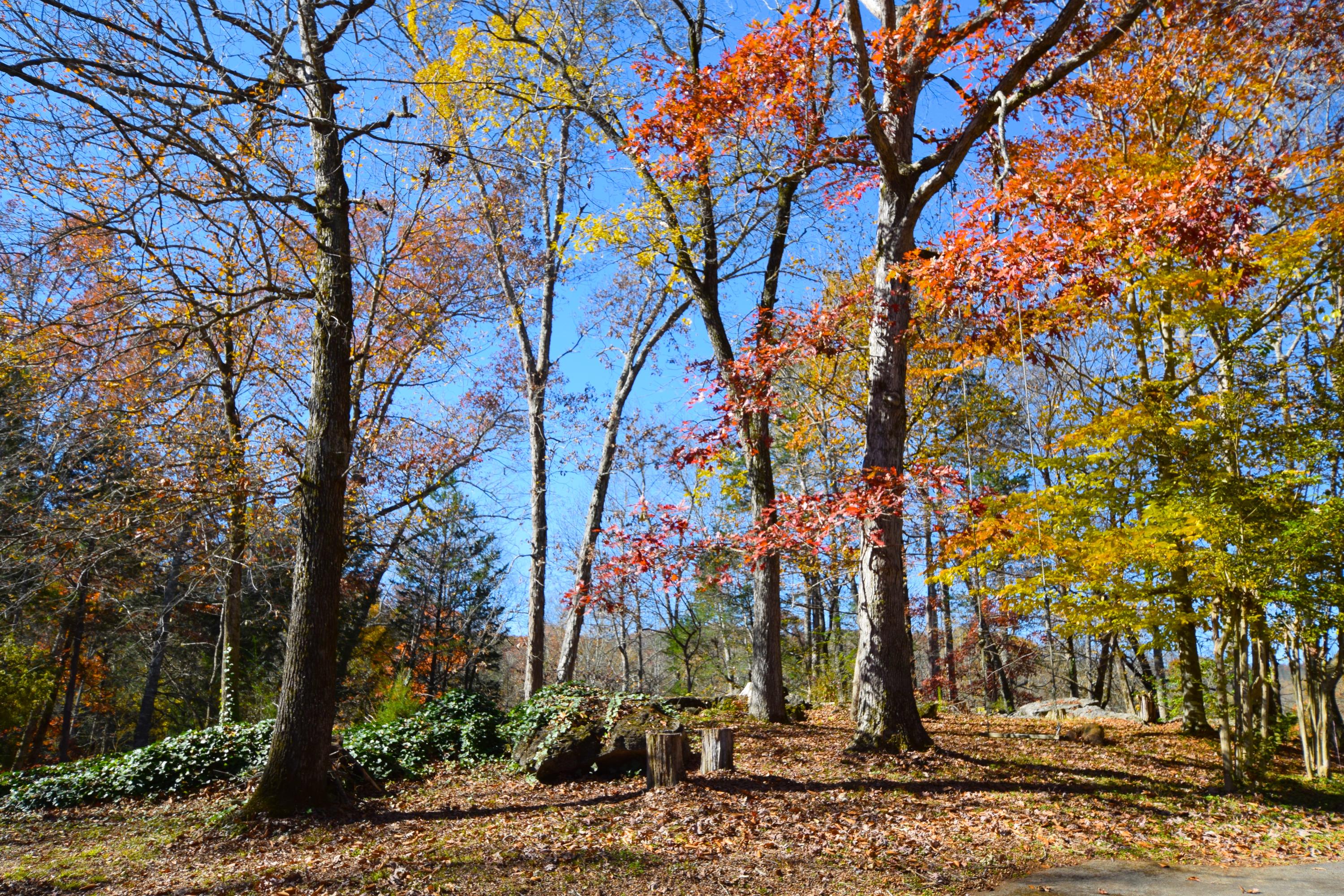 281 Laurel Road Townsend, TN 37882 - Photo 28 of 28 DSC_0024_2
